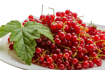 Red currant