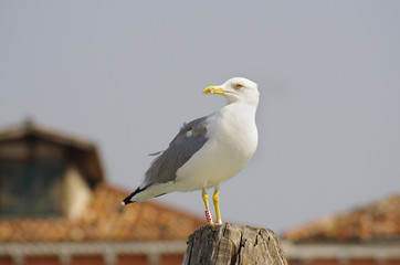 Obraz premium Seagull