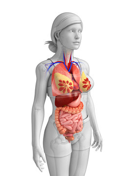 Female digestive system anatomy