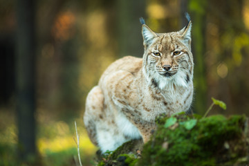 Naklejka premium Eurasian Lynx (Lynx lynx)