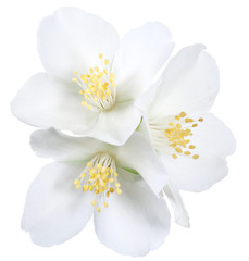 Blooming jasmine flowers. File contains clipping path