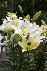 Fototapeta na wymiar lilie; hybride; lilien; hybriden; Sommerblume;