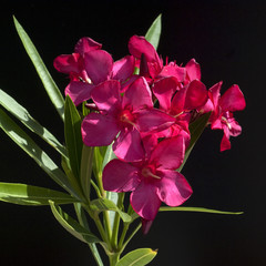 Oleander; Nerium; Oleander; Giftpflanze; Wildpflanzen;