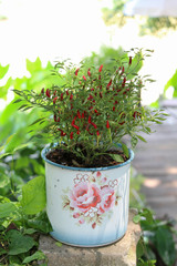 Grew up in the flowerpot of chilli tree.