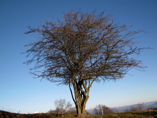 Albero invernale nel cielo blu