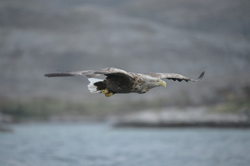 Hunting Sea Eagle