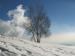Albero in un paesaggio invernale