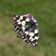 Schachbrettschmetterling, Damenbrettschmetterling, Melanargia, g