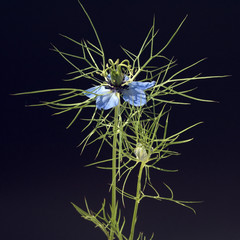 Schwarzkuemmel; Echter; Nigella; sativa;