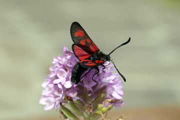 Veraenderliches, Sechsfleck-Widderchen, Zygaena, filipendulae,