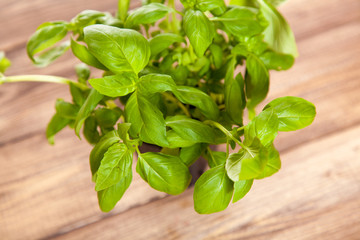 Basil leaf