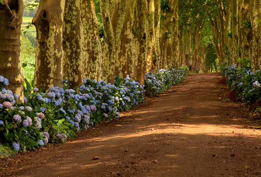 Azores