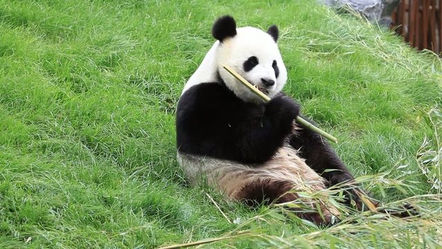 Big panda eating bamboo stalk