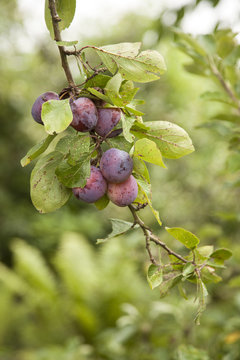 ripe plums hanging from branch