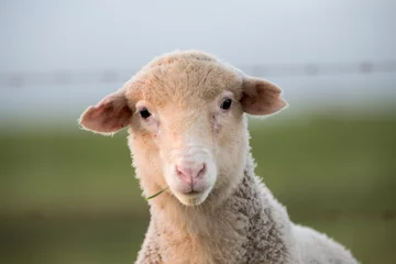 Fototapete Rund Sheep eating grass © ottoduplessis