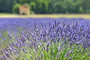 lavender field