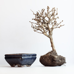 The dried up bonsai on a white background