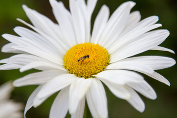 camomile