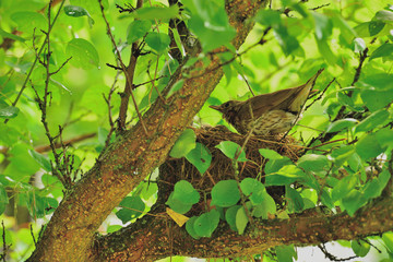 Певчие дрозды