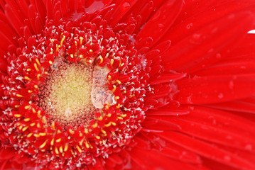 GERBERA