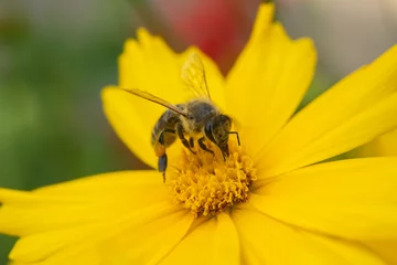 Fotobehang bee on yellow flower © stockartstudio