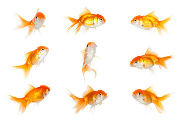 Naklejka premium Group of similar goldfish, isolated on white