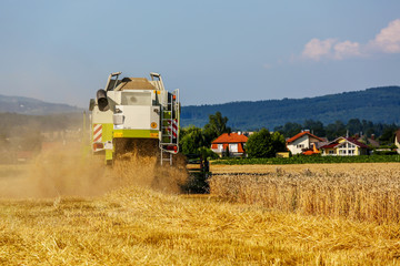 Obraz premium Getreidefeld mit Weizen bei der Ernte