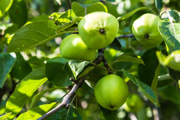 Green apples on a branch