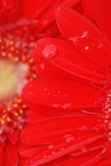 FONDO DE GERBERAS EN VERTICAL