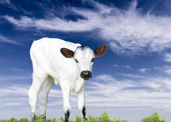 Fototapeta premium Baby Longhorn Calf