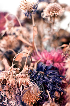 broken flowers