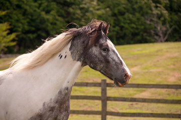 Obraz na płótnie Canvas Pinto horse portrait