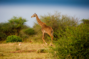 Giraffe in African bush