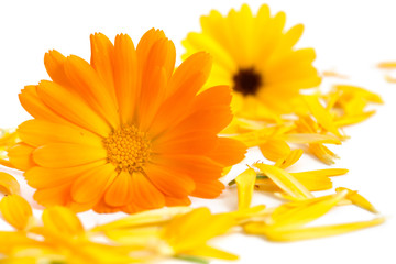 Ringelblumen