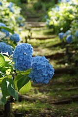 あじさいの咲く季節