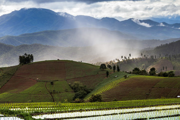 Fototapeta premium Rice fields on terraced of Mu Cang Chai, YenBai, Vietnam. Rice f