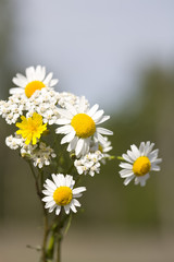 Fototapeta premium Wild daisies