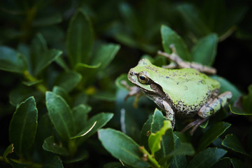 Frog