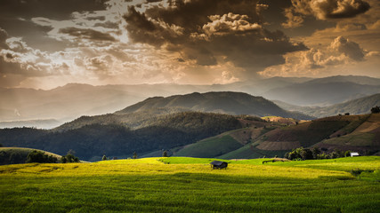 Obraz premium Rice fields on terraced