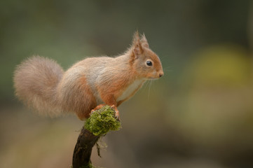 Alert Red Squirrel