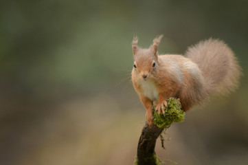 Red Squirrel looking at camera