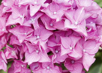 Close up pink hydrangea flowers