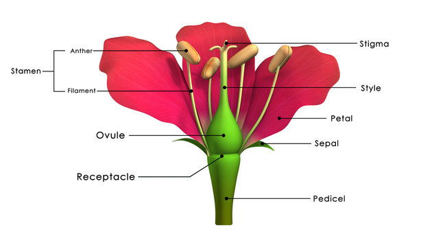 Flower Diagram Images – Browse 12,395 Stock Photos, Vectors ...