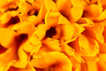 Orange flower bacground