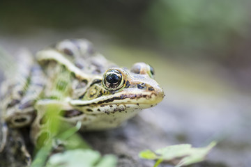 Green Frog Close Up