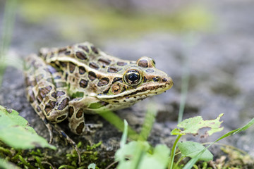 Green Frog Close Up