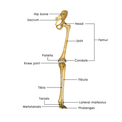 Hip joint with legs