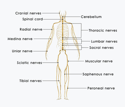 Nerves labelled