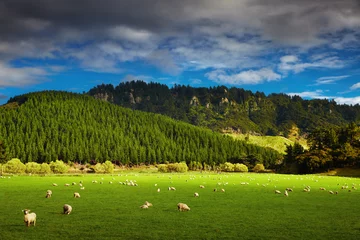Schilderijen op glas New Zealand landscape, North Island © Dmitry Pichugin