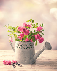 Roses In Watering Can